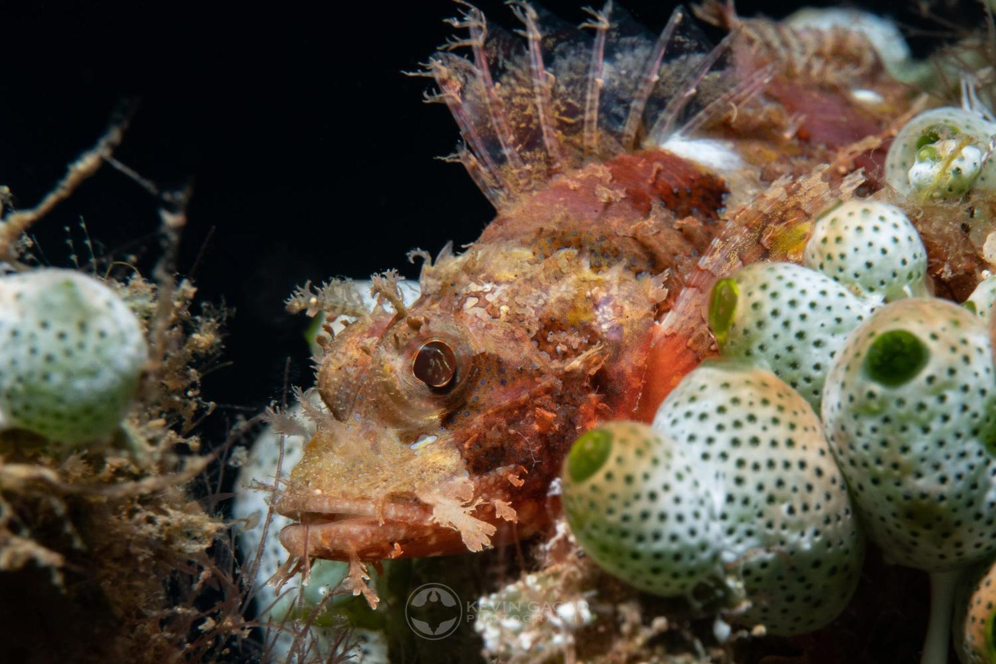 Vitaminsea Room Dauin Buitenkant foto